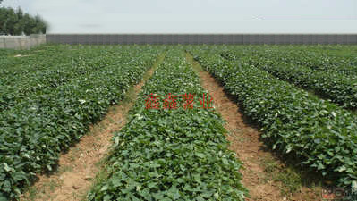 我們非常信賴信陽鑫鑫薯業(yè)的薯苗